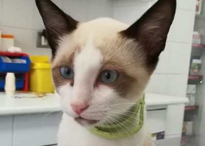 Plan Salud Cat-kitten