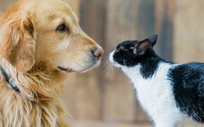 Principales enfermedades vectoriales en perros y gatos